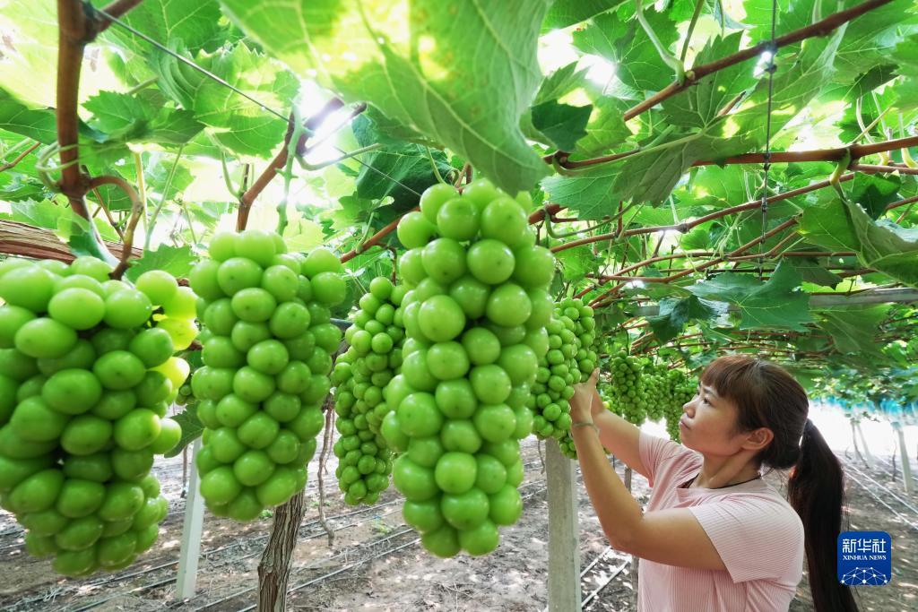威尼斯人现金
